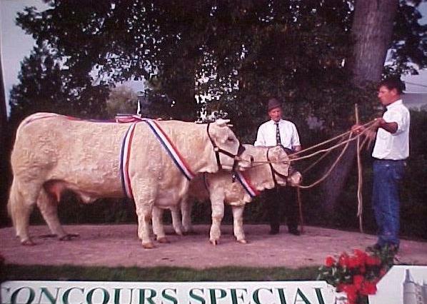 &nbsp;Noblesse et son veau au concours sp&eacute;cial Le Marault 2000.