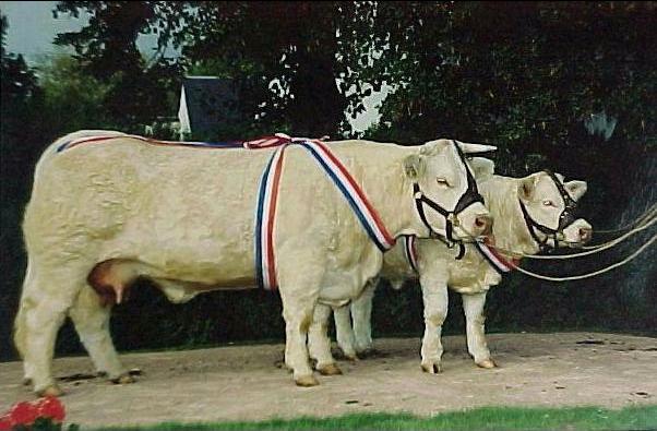 Noblesse et son veau au concours sp&eacute;cial Le Marault 2000
