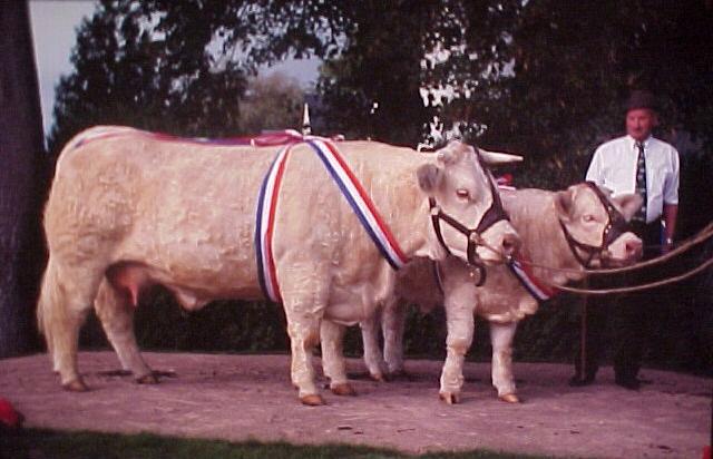 Noblesse et son veau au concours sp&eacute;cial Le Marault 2000