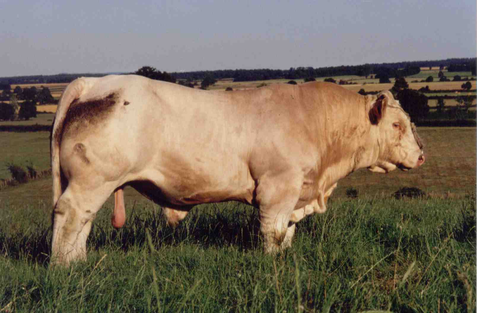 Prestigieux au pré 01/07/2001