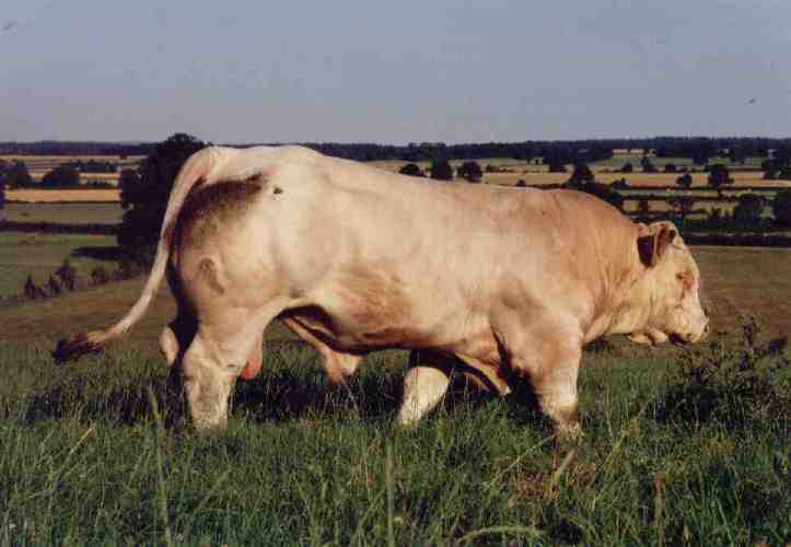 Prestigieux au pr&eacute; 01/07/2001