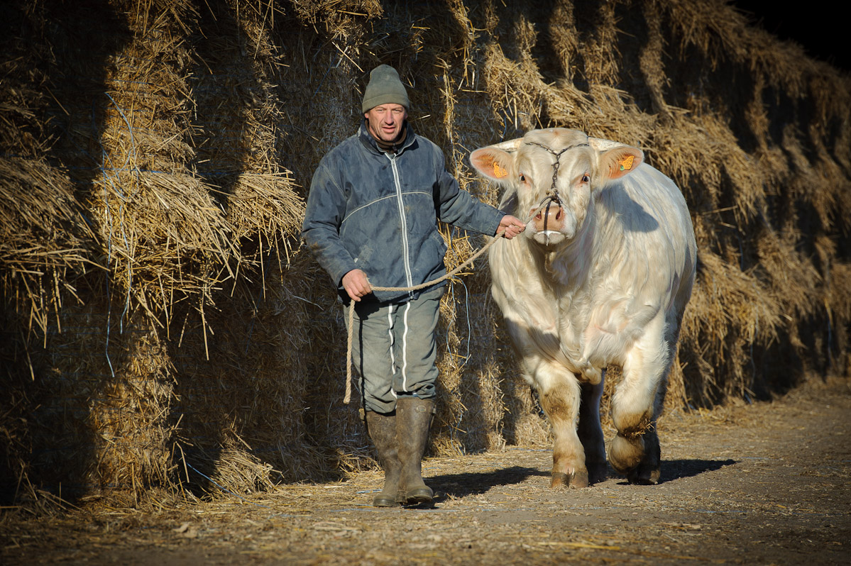 Fodale
