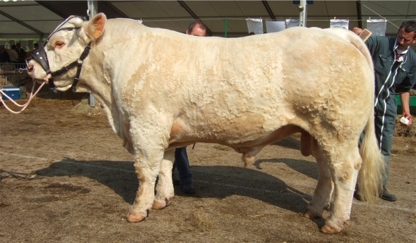 Aucuba &agrave; Charolles 2007