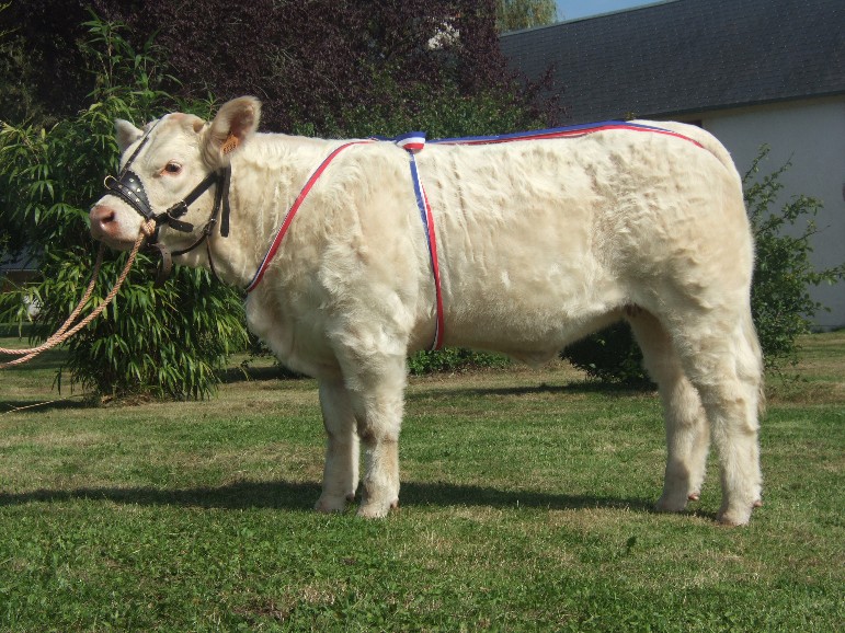 Dalida au MArault 2008