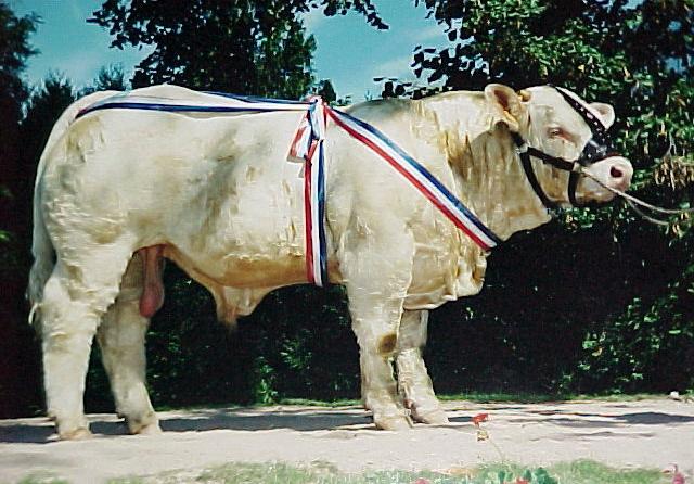 Prestigieux au Marault 2000