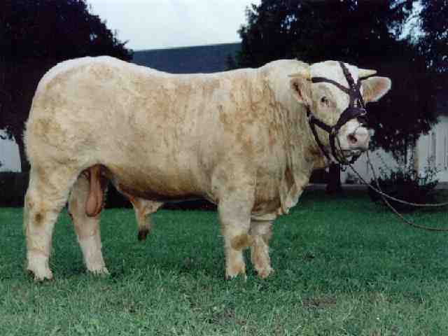 Ronaldo au Marrault 2003