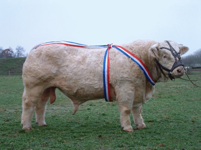 Ronaldo Prix d'Honneur Semur 2003