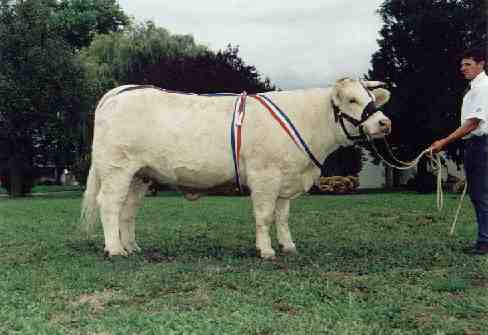 Royale au  Marault 2003