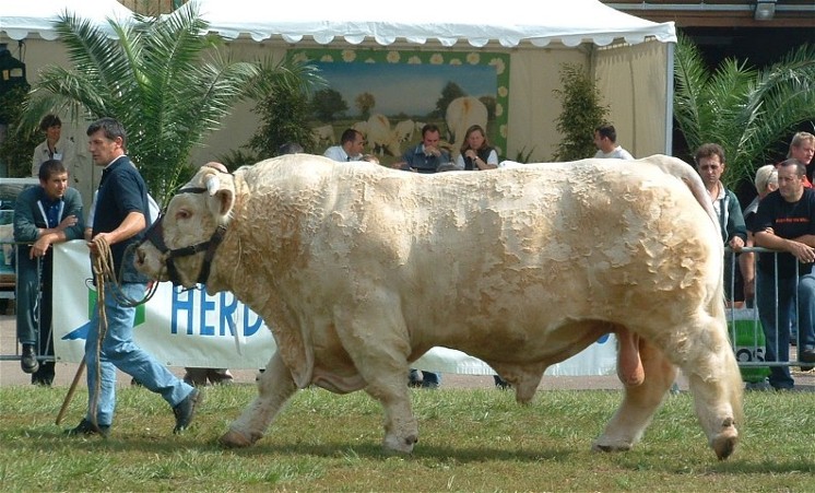 Pedro au Marault 2004